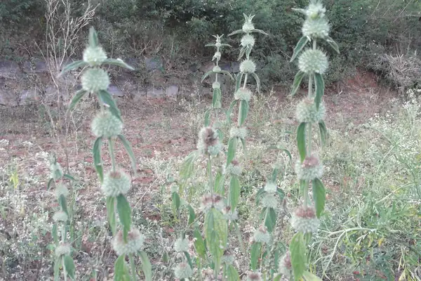 Guumaa benefits