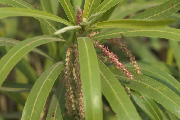 H Paashaana-bheda benefits