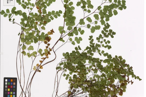 Hansapadi benefits