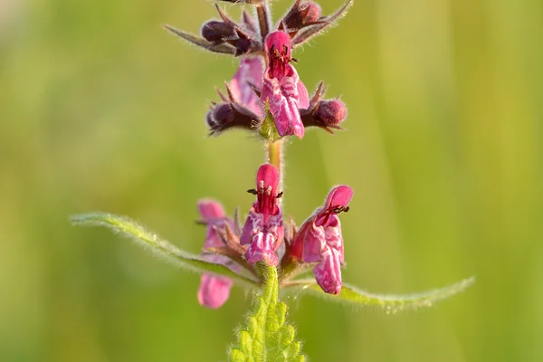 Hedge Woundwort benefits