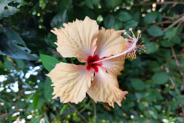 Hibiscus benefits