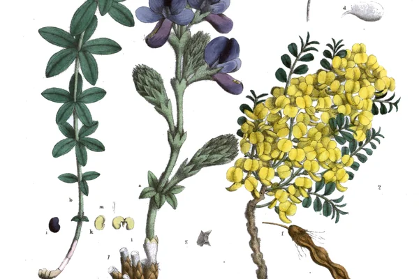 Himalayan Laburnum benefits