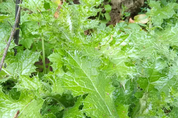 Holy Thistle benefits