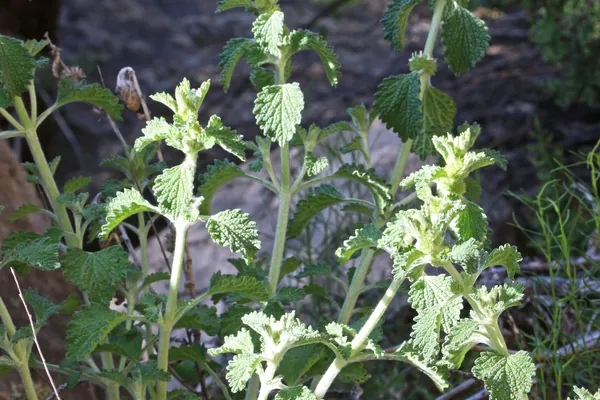 Horehound benefits