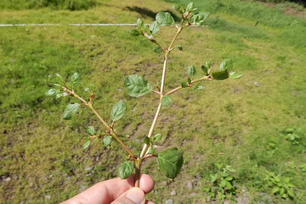 Horse Purslane benefits