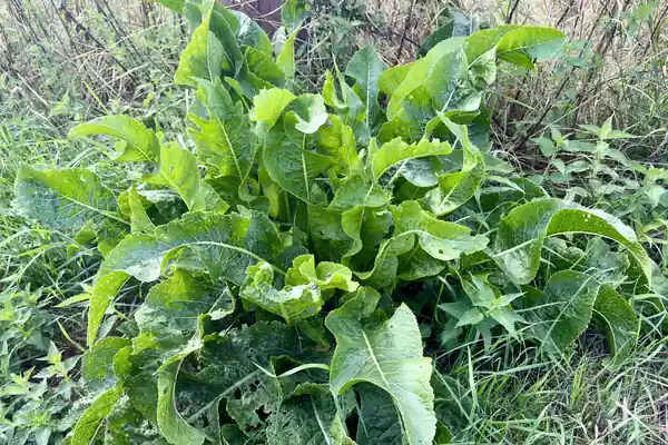 Horseradish benefits