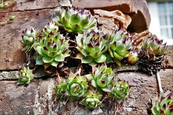 Houseleek benefits