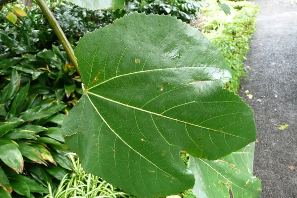 Indian Fig benefits