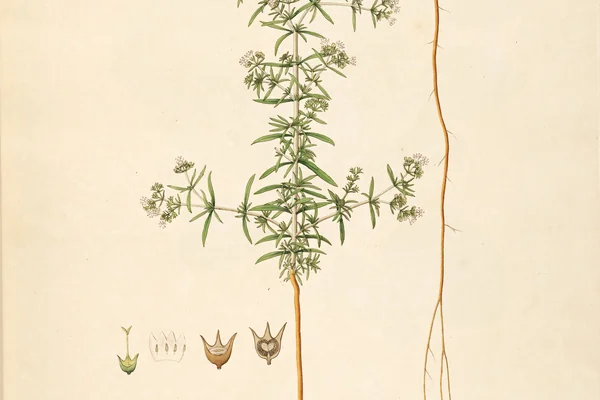 Indian Madder benefits
