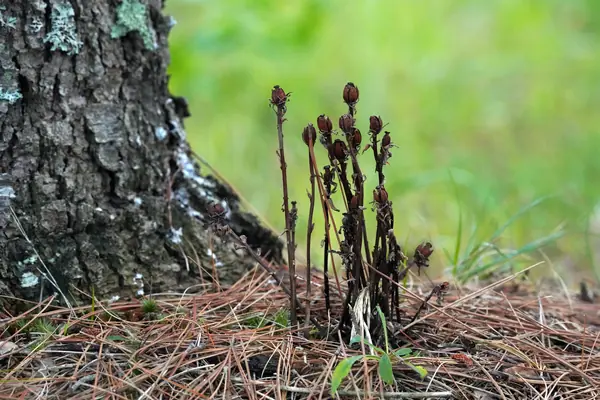 Indian Pipe benefits