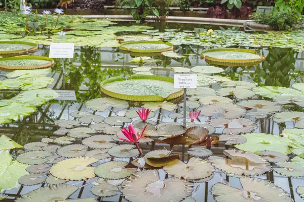 Indian Red Water-lily benefits