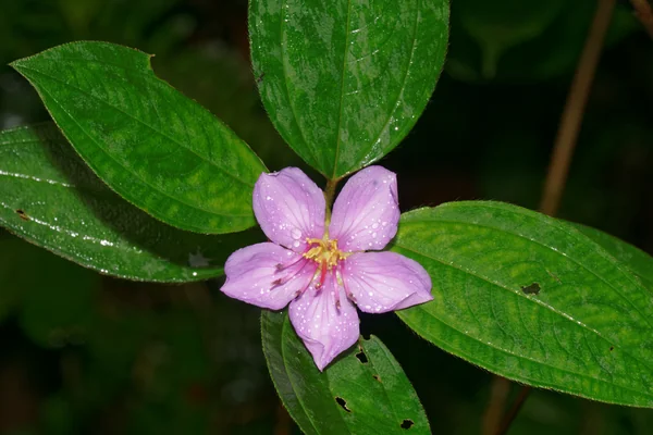 Indian Rhododendron benefits
