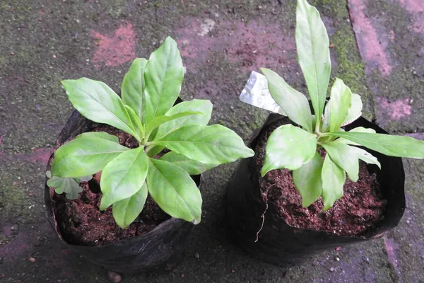 Indian Snakeroot benefits