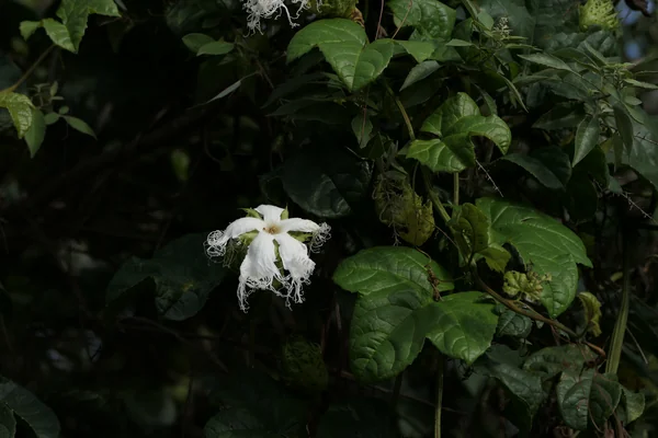 Indravaaruni benefits