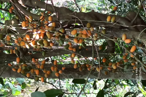 Ingudi benefits