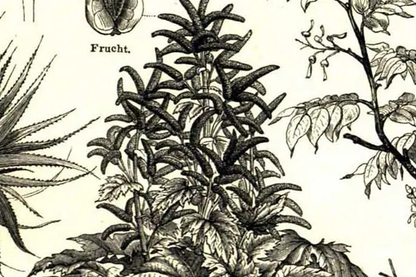 Ipecac benefits