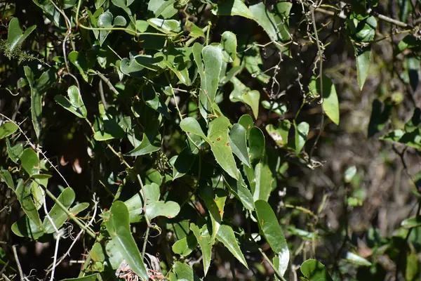 Italian Sarsaparilla benefits