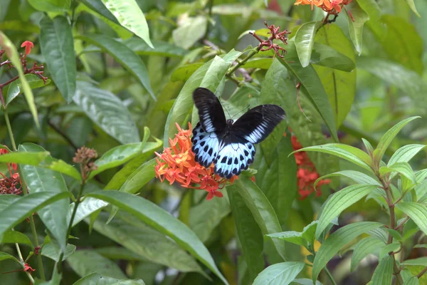 Ixora javanica benefits
