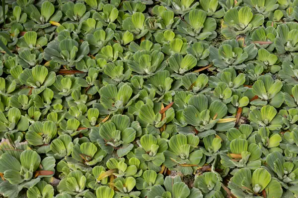 Jalakumbhi benefits