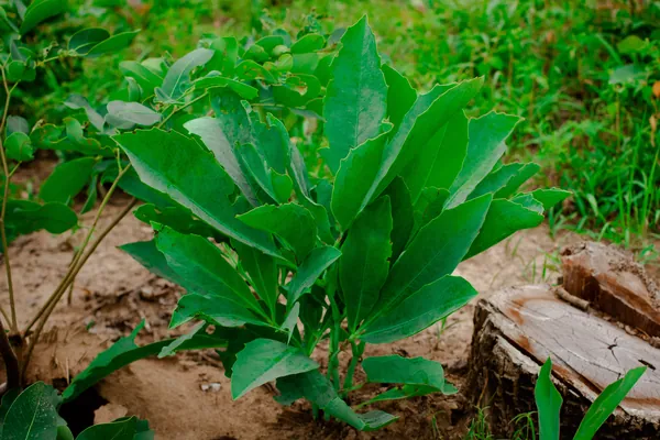 Jambira benefits