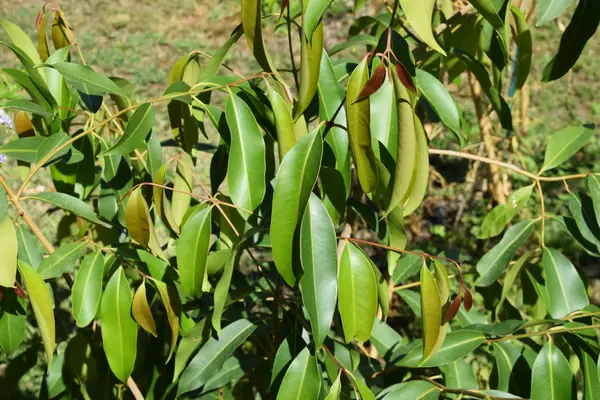 Jambu benefits