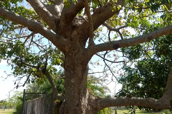 Jangali Baadaam benefits