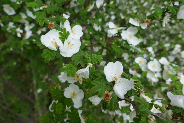 Jangali Gulaab benefits