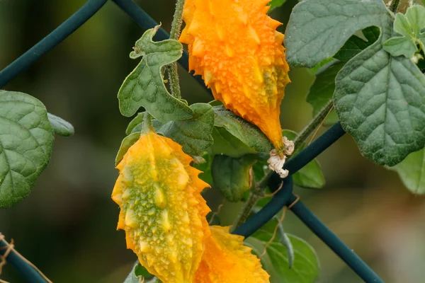 Jangali Karelaa benefits