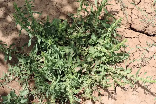 Jangali Paalak benefits