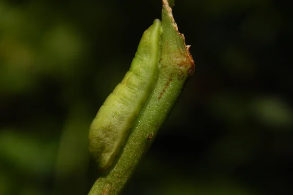 Jangali Ushbaa benefits