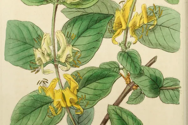 Japanese Honeysuckle benefits