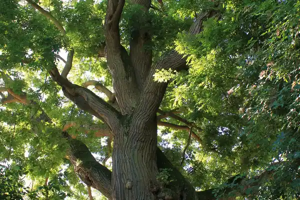 Japanese Pagoda tree benefits