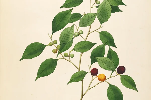 Java Fig benefits