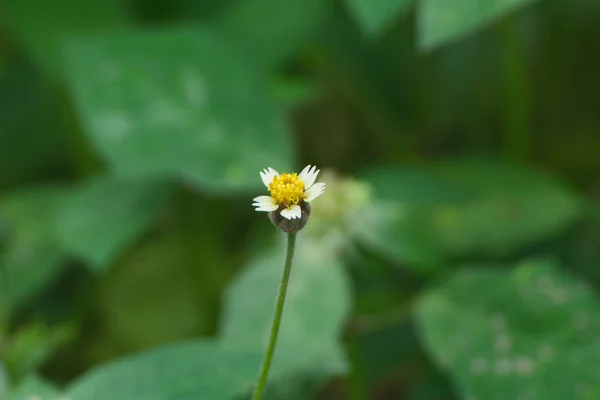 Jayanti benefits