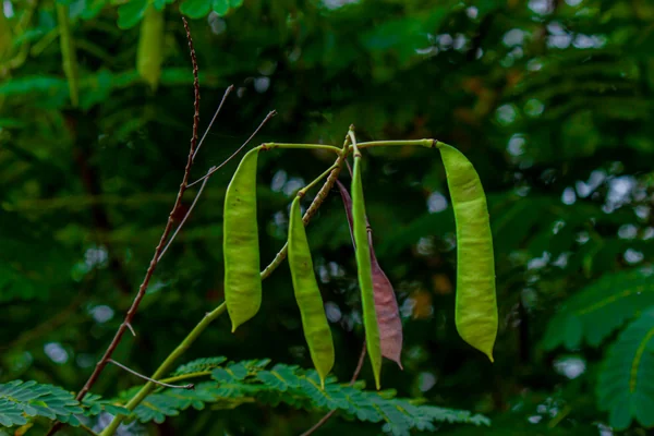 Jayantikaa benefits