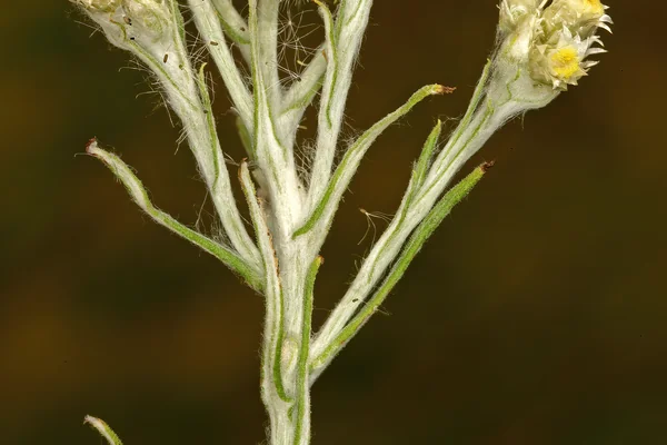 Jersey Cudweed benefits