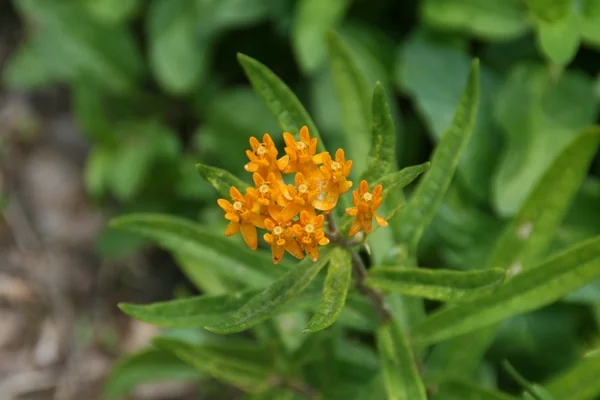 Jivanti benefits