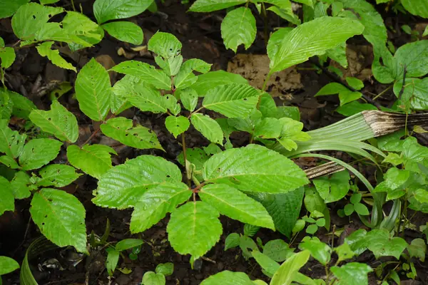 Kaakajanghaa benefits