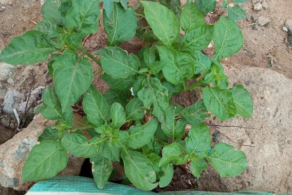 Kaakamaachi benefits
