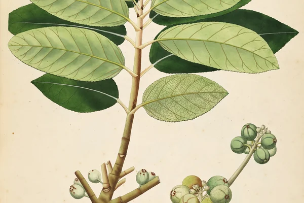 Kaakodumbara benefits