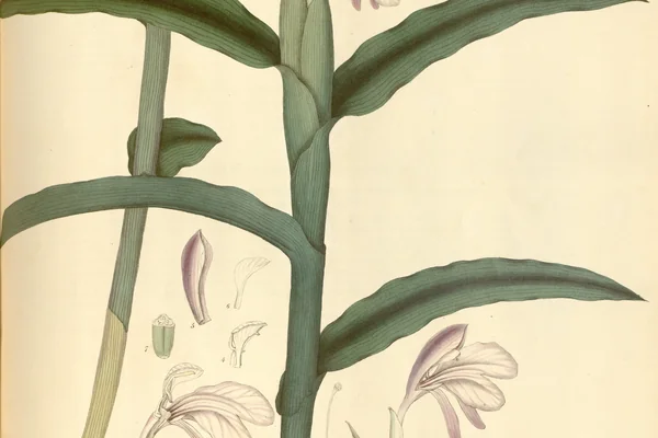 Kaakoli benefits
