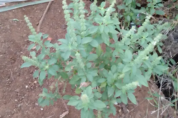 Kaali Tulasi benefits