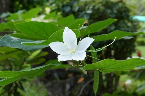 Kaanchnaara benefits