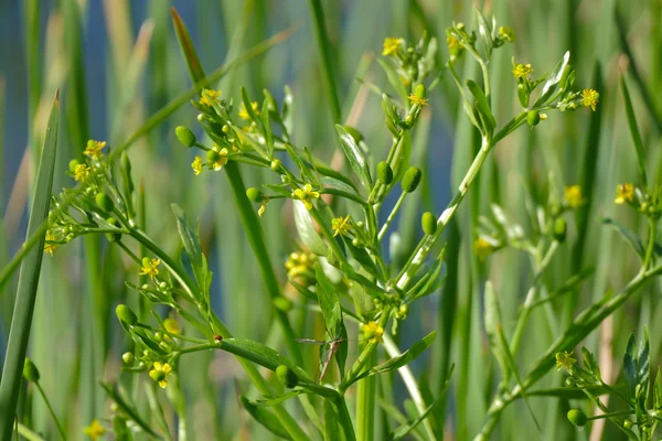 Kaandira benefits