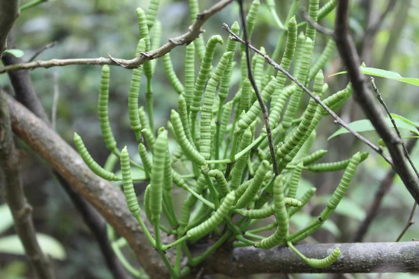 Kaarpaasi benefits
