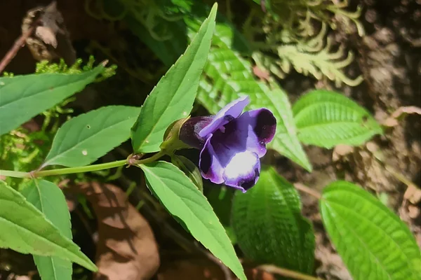Kakapu benefits