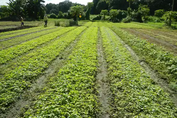 Kalambi benefits
