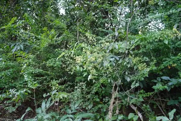 Kanchana benefits