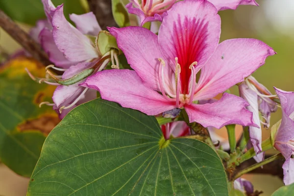 Kanchanar benefits