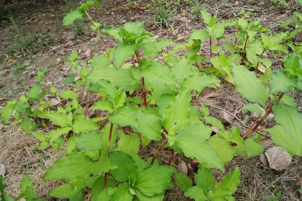 Kanchata benefits